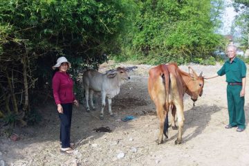 Cựu TNXP tỉnh Bình Định nuôi bò giống được hỗ trợ có hiệu quả
