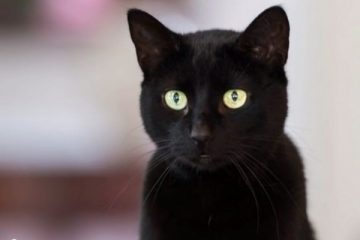 Con mèo đen