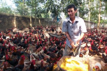 Một Chủ tịch Hội Cựu TNXP làm giàu từ nuôi gà thả vườn