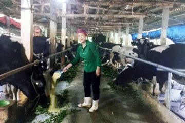 Một nữ cựu thanh niên xung phong làm giàu từ nuôi bò sữa