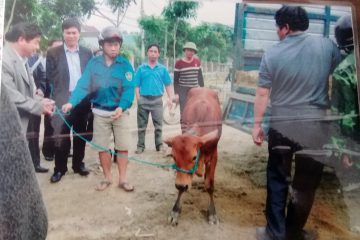 Nhờ có con bò của Quỹ Thiện Tâm nên gia đình tôi mới có cơ hội vượt qua hoàn cảnh bi thương