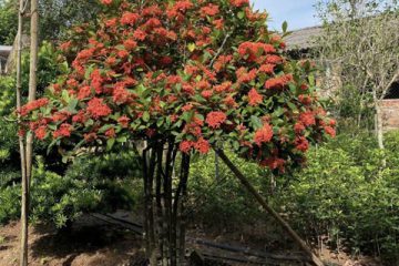 CUNG ĐƯỜNG HOA MẪU ĐƠN