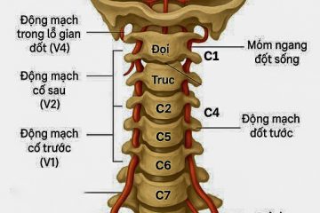 CỔ KHỎE – NÃO SÁNG – TINH THẦN MINH MẪN