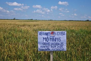 HẠT VÀNG VIỆT NAM