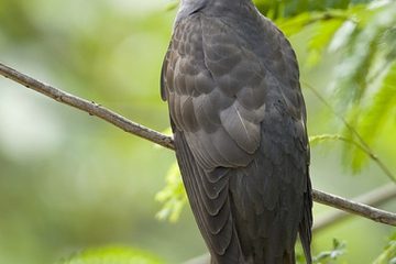 SAO “BẮT CÔ TRÓI CỘT”?