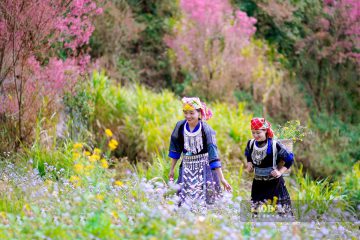 CÁNH HOA RỪNG TRƯỜNG SƠN