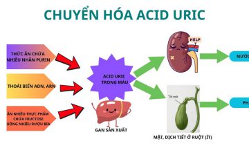 BỆNH GOUT: KHÔNG CÒN LÀ “ÁN CHUNG THÂN” NẾU PHỤC HỒI ĐÚNG HỆ CHUYỂN HÓA