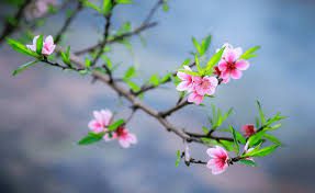 LẶNG NGHE XUÂN ĐẾN