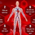 LƯU THÔNG MÁU: “DÒNG SÔNG” QUYẾT ĐỊNH SỰ SỐNG