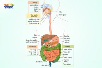 HỆ TIÊU HÓA: CHÌA KHÓA QUYẾT ĐỊNH VẬN MỆNH SỨC KHỎE