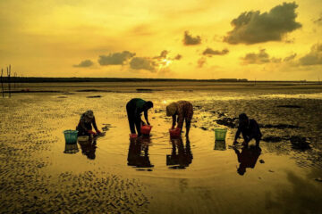 Bình minh xứ cát