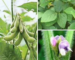 LỜI CHÚA VÀ CÂY ĐẬU NÀNH