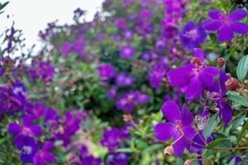 VIẾNG ĐỒNG ĐỘI