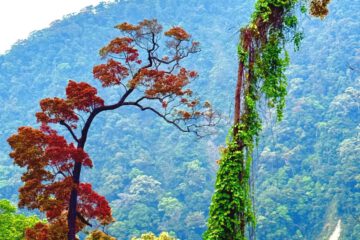 NGƯỜI YÊU HOA