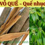 Nhục quế: “Thần dược” giữ ấm cơ thể trong y học cổ truyền