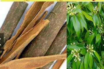 Nhục quế: “Thần dược” giữ ấm cơ thể trong y học cổ truyền